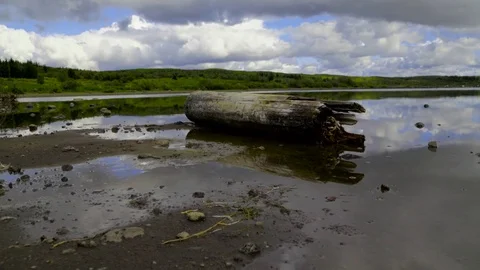 Driftwood fallen at the lakeside Stock Footage 73010811