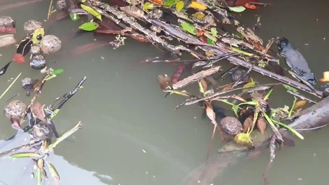 Driftwood floating on the river current in West Kalimantan, Indonesia Stock Footage 346299931
