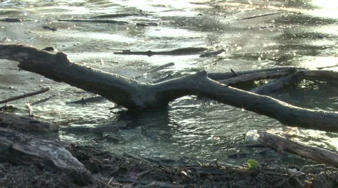 Driftwood Video stock 4957795