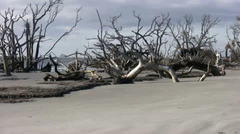 Driftwood Video stock 9601959