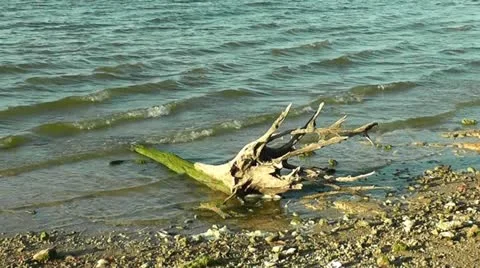 Driftwood II Stock Footage 12732186