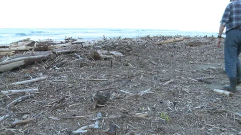 Driftwood littered beach Stock Footage 7186681