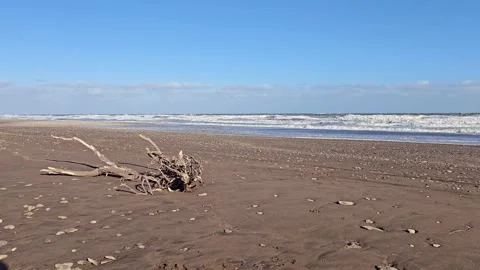 Driftwood log lying on a sandy beach. 4K Stock Footage 330081696