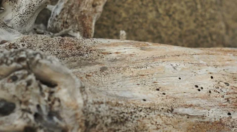 Driftwood Log Macro Dolly Stock Footage 33348270