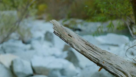 Driftwood log mountain river stream handheld panning shot Stock Footage 346916004
