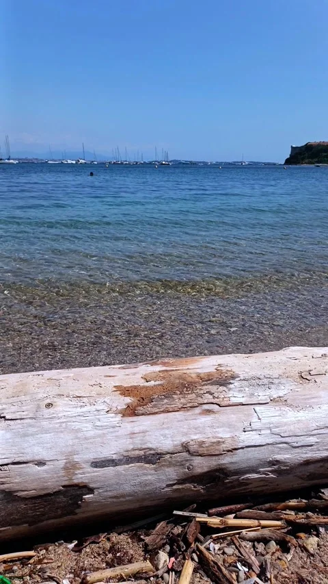Driftwood Log on Pebble Shore at Ile Sainte-Marguerite 스톡 동영상 344441682