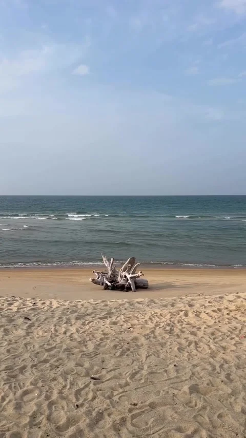 Driftwood Log on Sandy Ocean Beach 库存影片 342268139