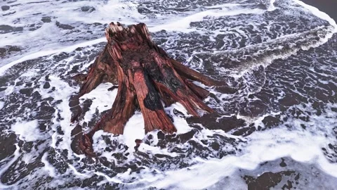 Driftwood Ocean Waves Sandy Beach Westport Washington Stock Footage 268149778