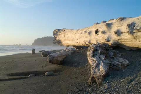 Driftwood Stock Photos