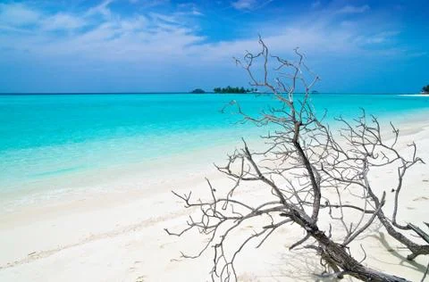 Driftwood 스톡 사진