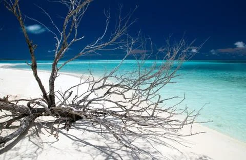Driftwood Stock Photos