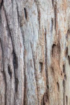 Driftwood Stock Photos