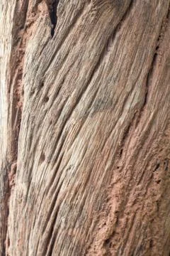 Driftwood Stock Photos