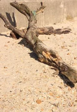 Driftwood Stock Photos