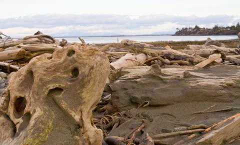 Driftwood Stock Photos