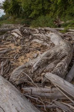 Driftwood Fotos Stock