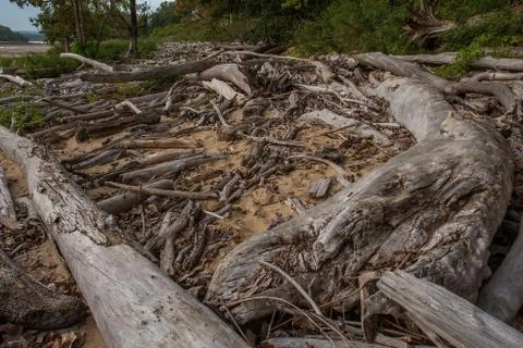 Driftwood Fotos Stock