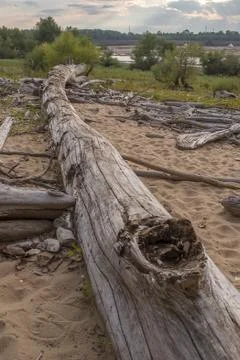 Driftwood Stock-Fotos
