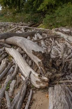 Driftwood 스톡 사진