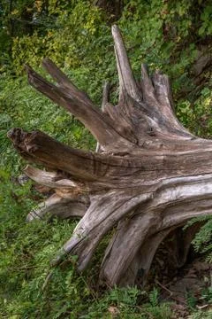 Driftwood Fotos Stock