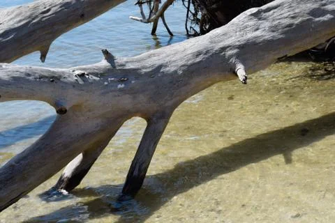 Driftwood Stock Photos