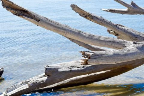 Driftwood Stock Photos