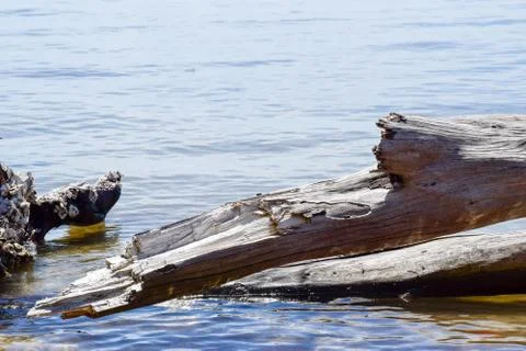 Driftwood Stock Photos