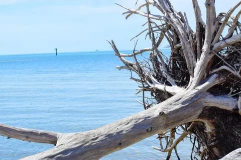 Driftwood Stock Photos