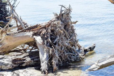 Driftwood Stock Photos