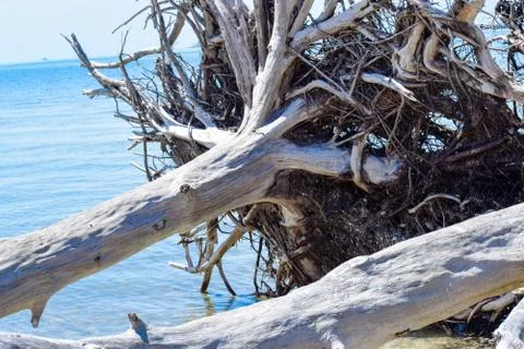 Driftwood Stock Photos