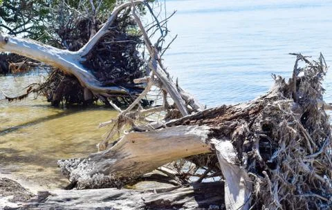 Driftwood Stock Photos