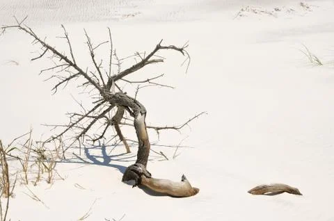 Driftwood Stock Photos