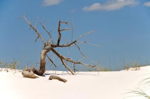 Driftwood Stock Photos