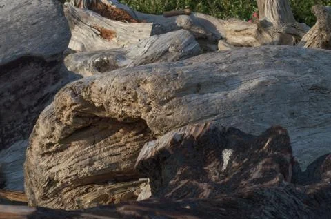 Driftwood 写真素材