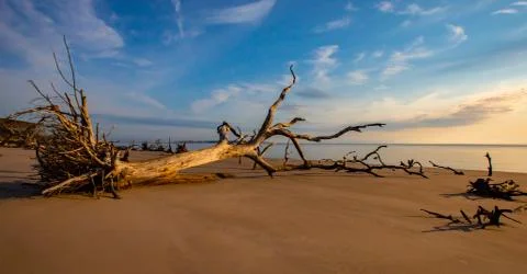 Driftwood 写真素材