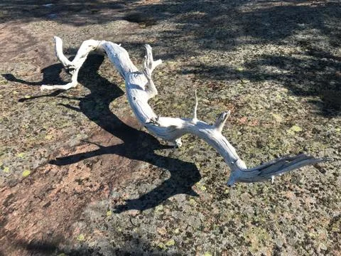 Driftwood Stock Photos