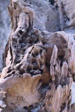 Driftwood  Stock Photos