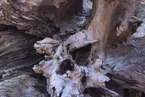 Driftwood  Stock Photos