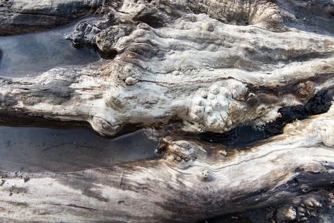 Driftwood Stock Photos