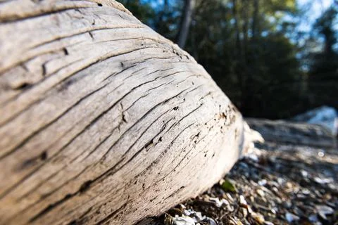 Driftwood Stock Photos