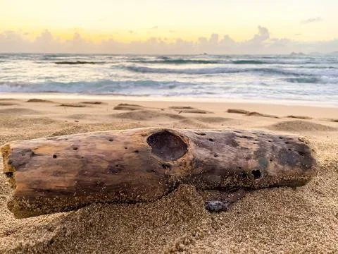 Driftwood Stock Photos
