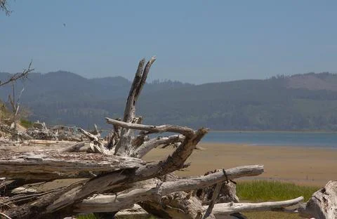 Driftwood Stock Photos