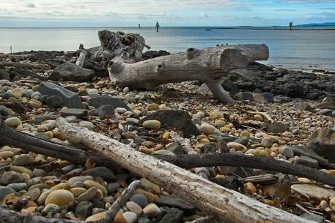 Driftwood Stock Photos
