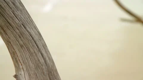 Driftwood Rack Focus to Ocean and Beach Video stock 18073058