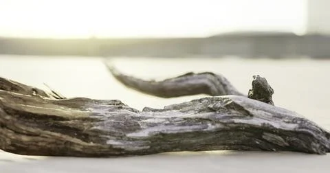 Driftwood resting on sandy beach during sunset in coastal area Stock Illustration
