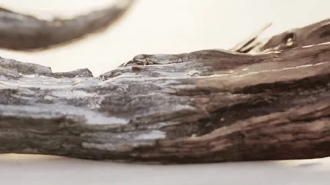 Driftwood rests on sandy beach during low tide at sunset Stock Footage 344857232