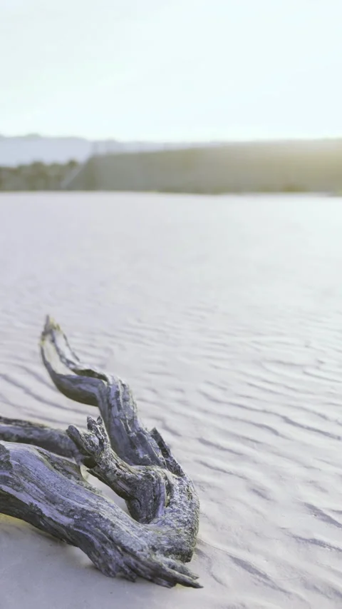 Driftwood rests on sandy beach at sunset near coastal environment Stock Footage 335093386