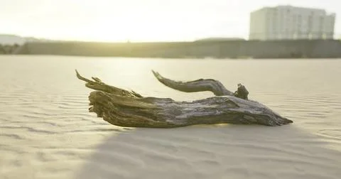 Driftwood rests on sandy beach at sunset near urban skyline Stock Illustration
