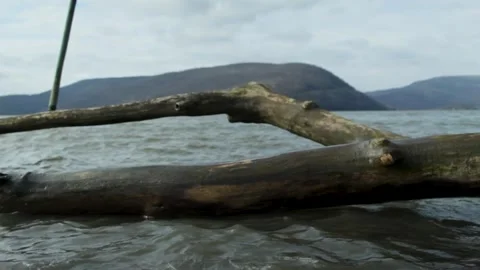 Driftwood by River 2 Video stock 301575004