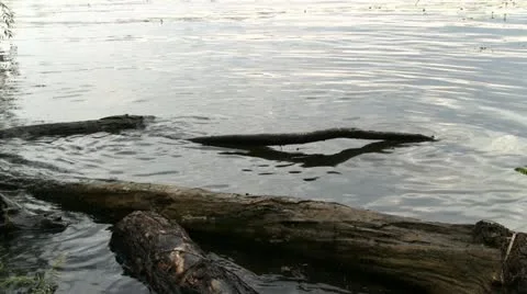 Driftwood in river 動画素材 11202237